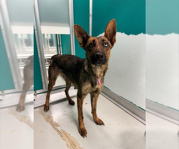 Medium Photo #1 Dutch Shepherd -German Shepherd Dog Mix Puppy For Sale in Oklahoma City, OK, USA