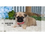 Small #6 Pug
