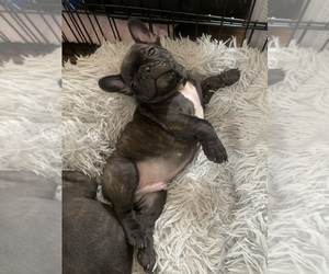 French Bulldog Puppy for sale in CUCAMONGA, CA, USA