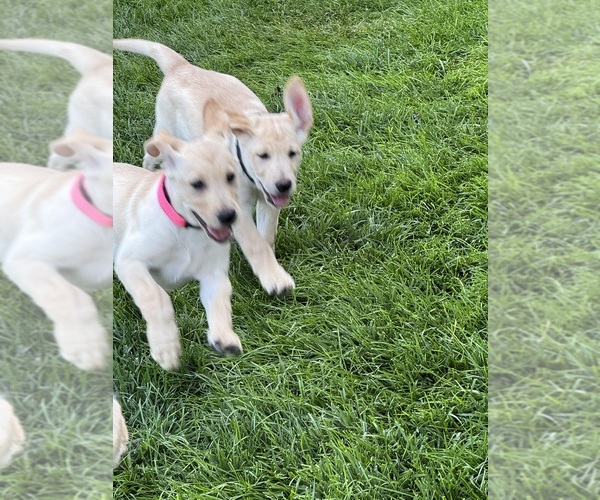 Medium Photo #13 Labrador Retriever Puppy For Sale in CARTER LAKE, IA, USA