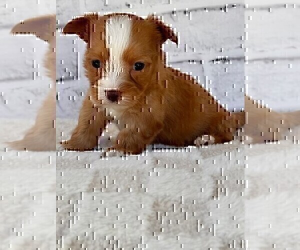 Medium Photo #15 Morkie Puppy For Sale in WEST PALM BEACH, FL, USA