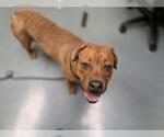 MILO - Male Mastiff-Unknown Mix Dog for Adoption - Small photo