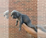 Small #1 Cane Corso