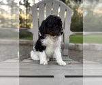 Puppy Rory Miniature Bernedoodle