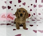 Small #4 Dachshund
