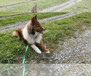 Mother of the Shetland Sheepdog puppies born on 06/21/2025