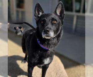 Border Collie-Unknown Mix Dogs for adoption in Las Vegas, NV, USA