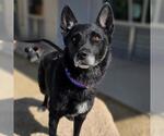 Small Border Collie Mix