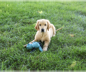 Golden Retriever Puppy for Sale in SYRACUSE, Indiana USA