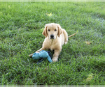 Image preview for Ad Listing. Nickname: Georgie