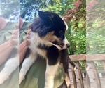 Small Photo #6 Australian Shepherd Puppy For Sale in AKRON, OH, USA