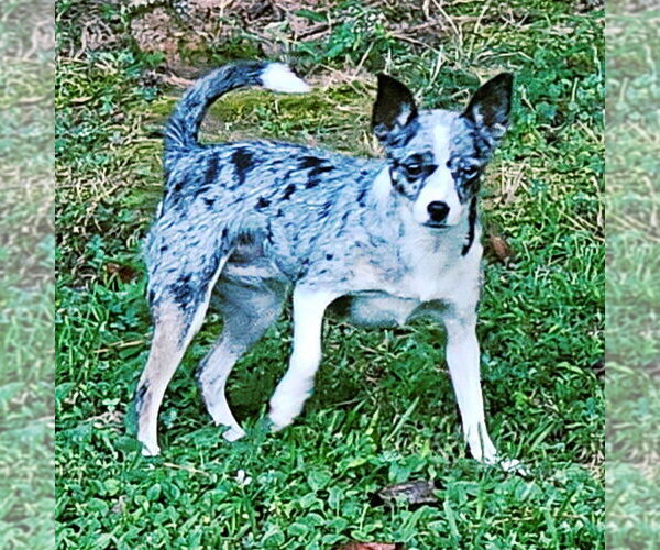 Medium Photo #4 Rat-Cha Puppy For Sale in Atlanta, GA, USA