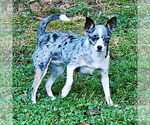 Small #3 Rat-Cha