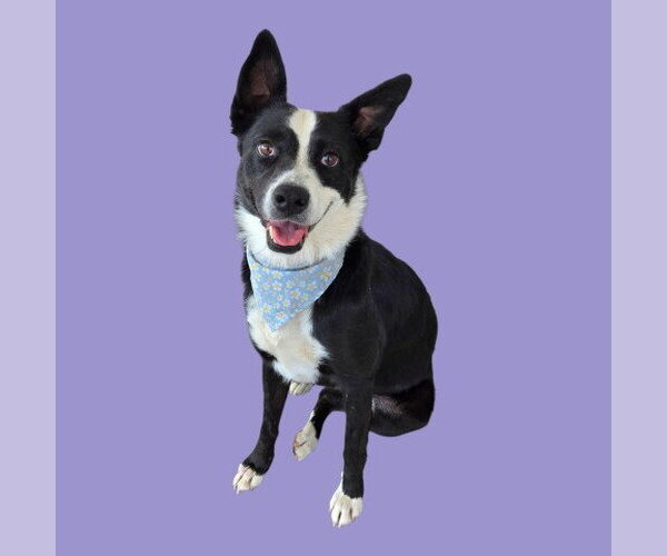 Medium Photo #1 Border Collie Puppy For Sale in Bakersfield, CA, USA