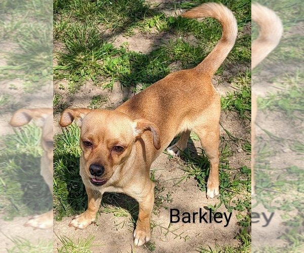 Medium Photo #3 Doxie-Pin Puppy For Sale in San Bernardino, CA, USA