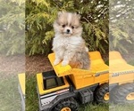 Small Photo #1 Pomeranian Puppy For Sale in MIDDLEBURY, IN, USA