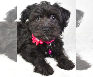 YorkiePoo Puppy for sale in LOWELL, MA, USA