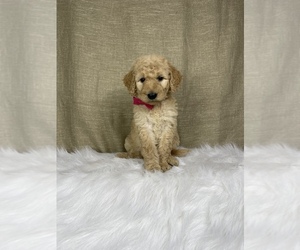 Goldendoodle-Poodle (Standard) Mix Puppy for sale in OCALA, FL, USA