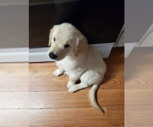 Golden Retriever Puppy for sale in HAMPTON, VA, USA