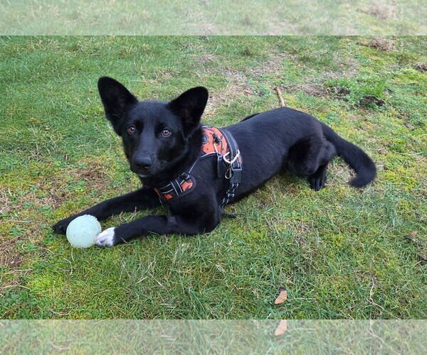 Medium Photo #1 Mutt Puppy For Sale in Bellevue, WA, USA