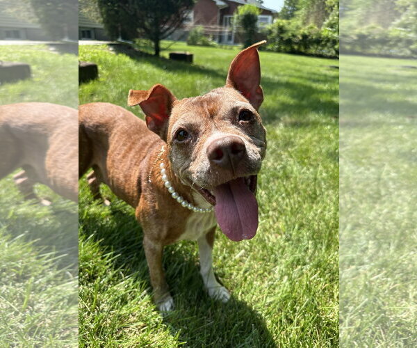 Medium Photo #1 Mutt Puppy For Sale in Rockaway, NJ, USA