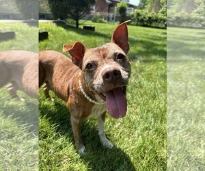 Mutt Dogs for adoption in Rockaway, NJ, USA