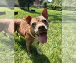 Small Photo #1 Mutt Puppy For Sale in Rockaway, NJ, USA