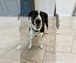 Small Australian Shepherd-Maremma Sheepdog Mix