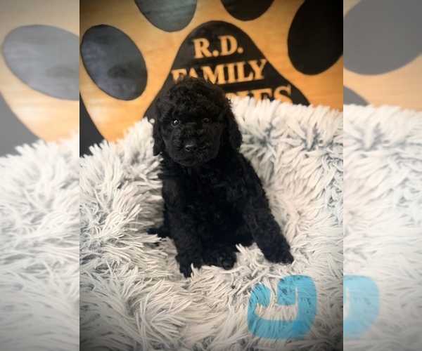Medium Photo #4 Poodle (Standard) Puppy For Sale in CROSSVILLE, TN, USA