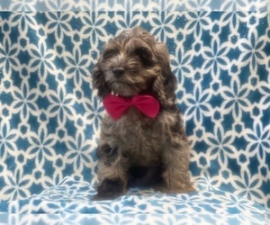 Cocker Spaniel-Poodle (Miniature) Mix Puppy for sale in LAKELAND, FL, USA