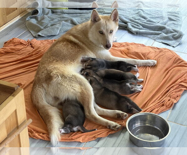Medium Photo #8 Siberian Husky-pomeranian spitz Mix Puppy For Sale in Holly Springs, NC, USA