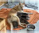 Small Photo #8 Siberian Husky-pomeranian spitz Mix Puppy For Sale in Holly Springs, NC, USA
