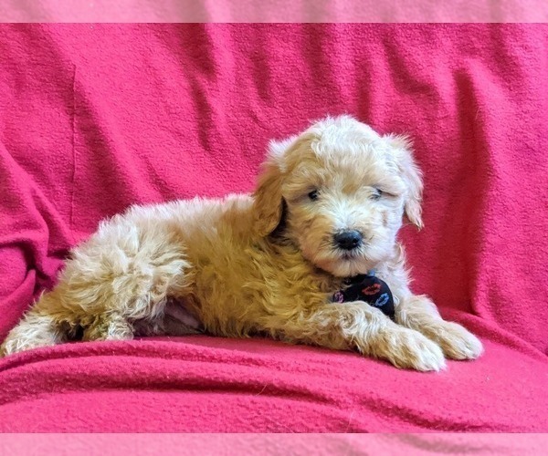 Medium Photo #4 Goldendoodle-Poodle (Miniature) Mix Puppy For Sale in NEW PROVIDENCE, PA, USA