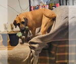 Small #19 Fila Brasileiro