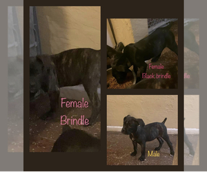Cane Corso Puppy for sale in FORT LAUDERDALE, FL, USA