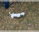 Small #2 Dachshund-Jack Russell Terrier Mix