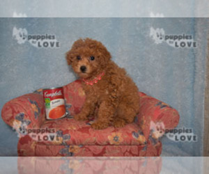 Poodle (Toy) Puppy for sale in SANGER, TX, USA