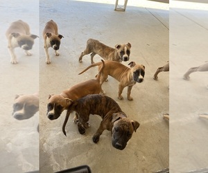 Bullboxer Pit Puppy for sale in THERMAL, CA, USA
