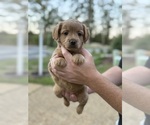 Small #10 French Bulldog-Poodle (Miniature) Mix