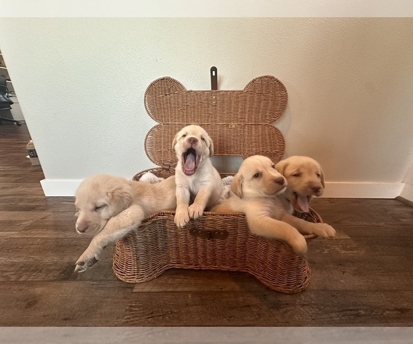 Medium Photo #3 Labrador Retriever Puppy For Sale in VANCOUVER, WA, USA