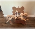 Small #2 Labrador Retriever