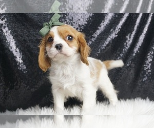 Medium Cavalier King Charles Spaniel