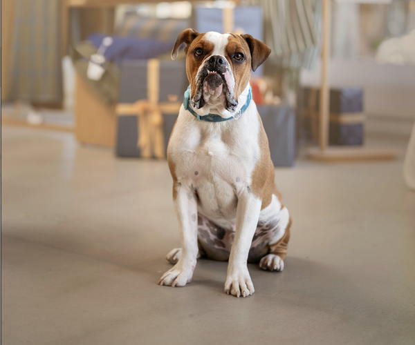 Medium Photo #2 Olde Bulldog Puppy For Sale in Marina Del Rey, CA, USA