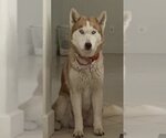 Small #5 Huskies  Mix
