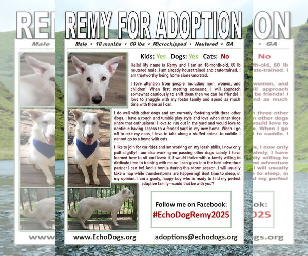 Medium Photo #4 - Mix Puppy For Sale in Hoffman Estates, IL, USA