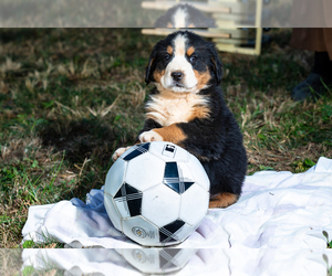 Bernese Mountain Dog Puppy for sale in PEARISBURG, VA, USA