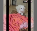 Small Photo #2 Havanese Puppy For Sale in TUCSON, AZ, USA