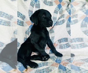 Labrador Retriever Puppy for sale in BELLVILLE, TX, USA