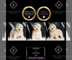 Maltipoo Puppy for sale in WARSAW, IN, USA