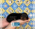 Small #2 Dachshund